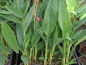 Preview: XXL Blumenrohr - Canna glauca Endeavour